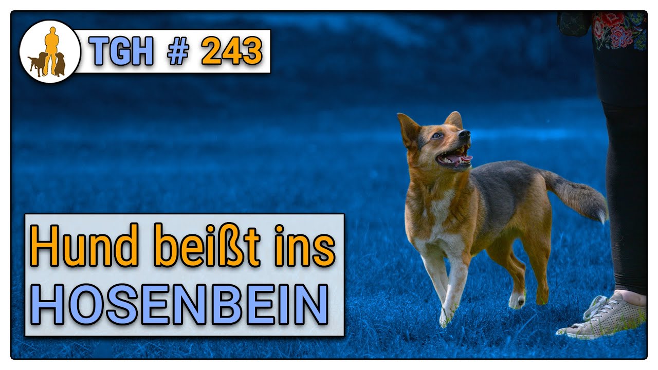 Hund beißt ins Hosenbein - was tun, wenn der Hund in die Hose beißt - TGH 243