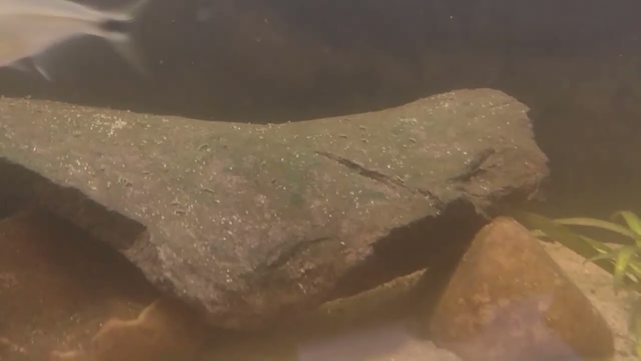 Acuario con especies autóctonas de Argentina