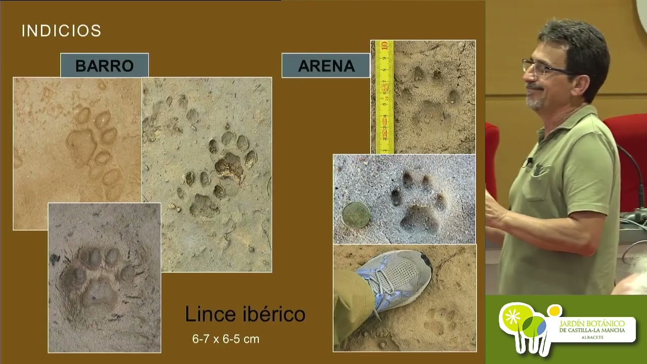 La recuperación del lince ibérico en Castilla-La Mancha. Juan Francisco Sánchez Rodríguez (JCCM)