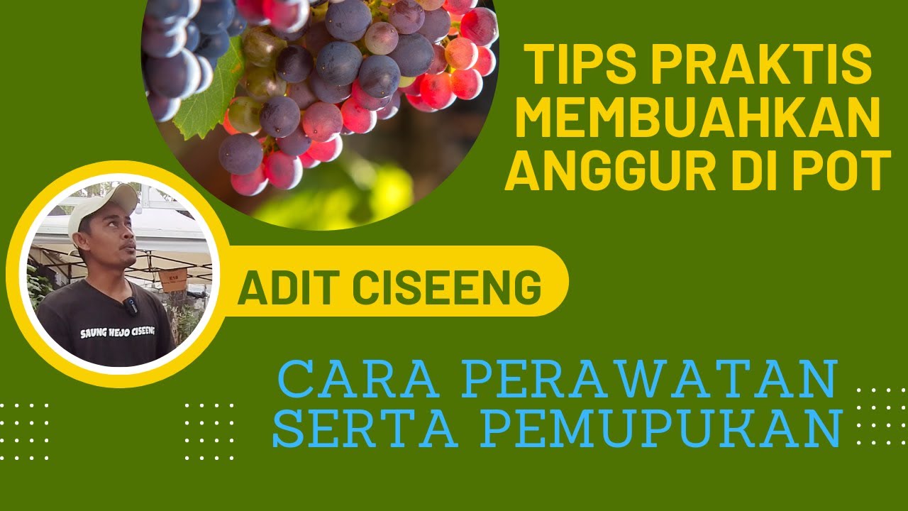 Tips Menanam Anggur Agar Cepat Berbuah. Varitas Angelica Pemupukan Dan Perawatan.