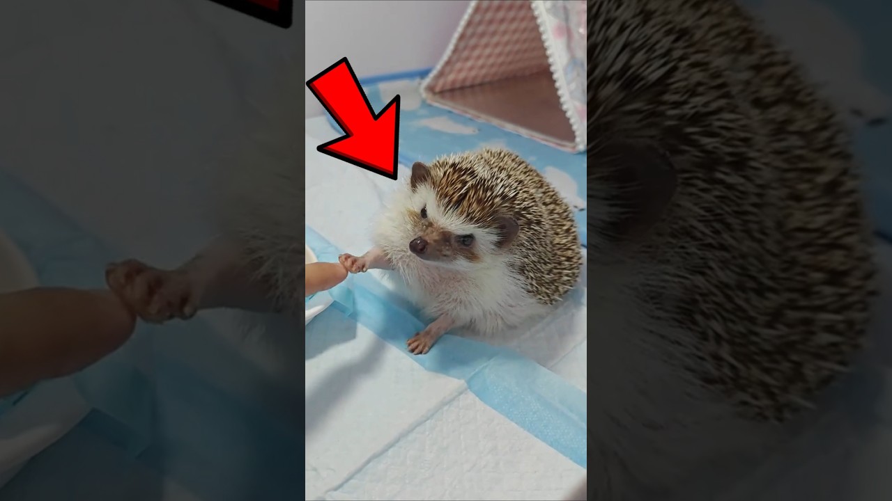 Why Poeple Love Hedgehog as Pets? #hedgehog #pets