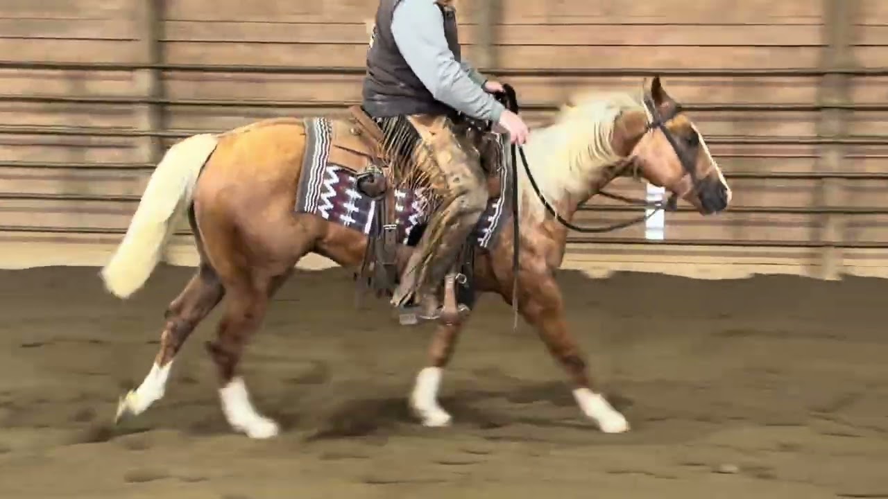 2024 Crush X Leather Lace N Guns Palomino Stallion