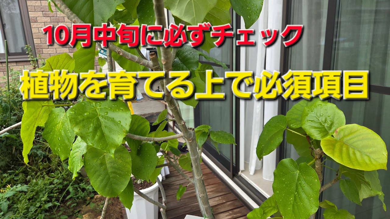 植物を育てる上で１０月にやるべき事を紹介します。それぞれの耐寒温度をしらべましょう　撮影日１０月２３日