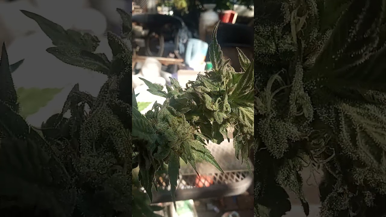 PNW 2025 Harvest