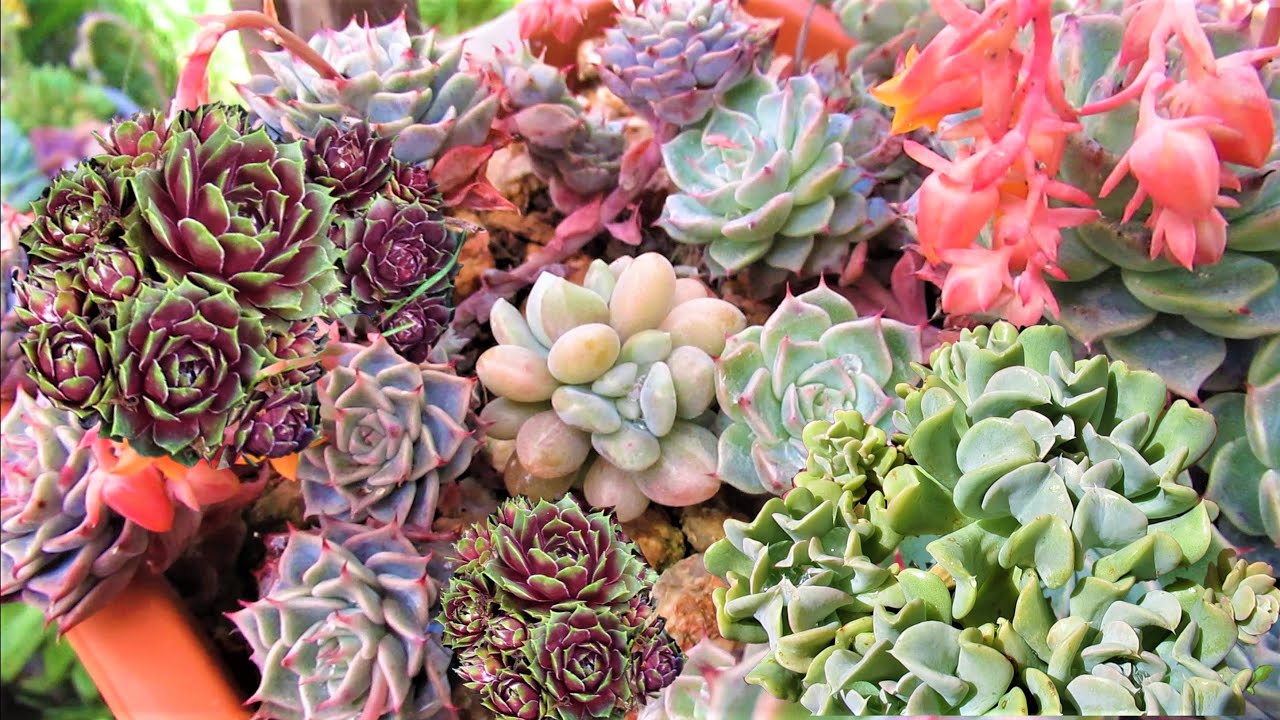 Hens & Chicks Topsy Turvy Supreme | VLOG #65 Succulents & Coffee w/ Liz