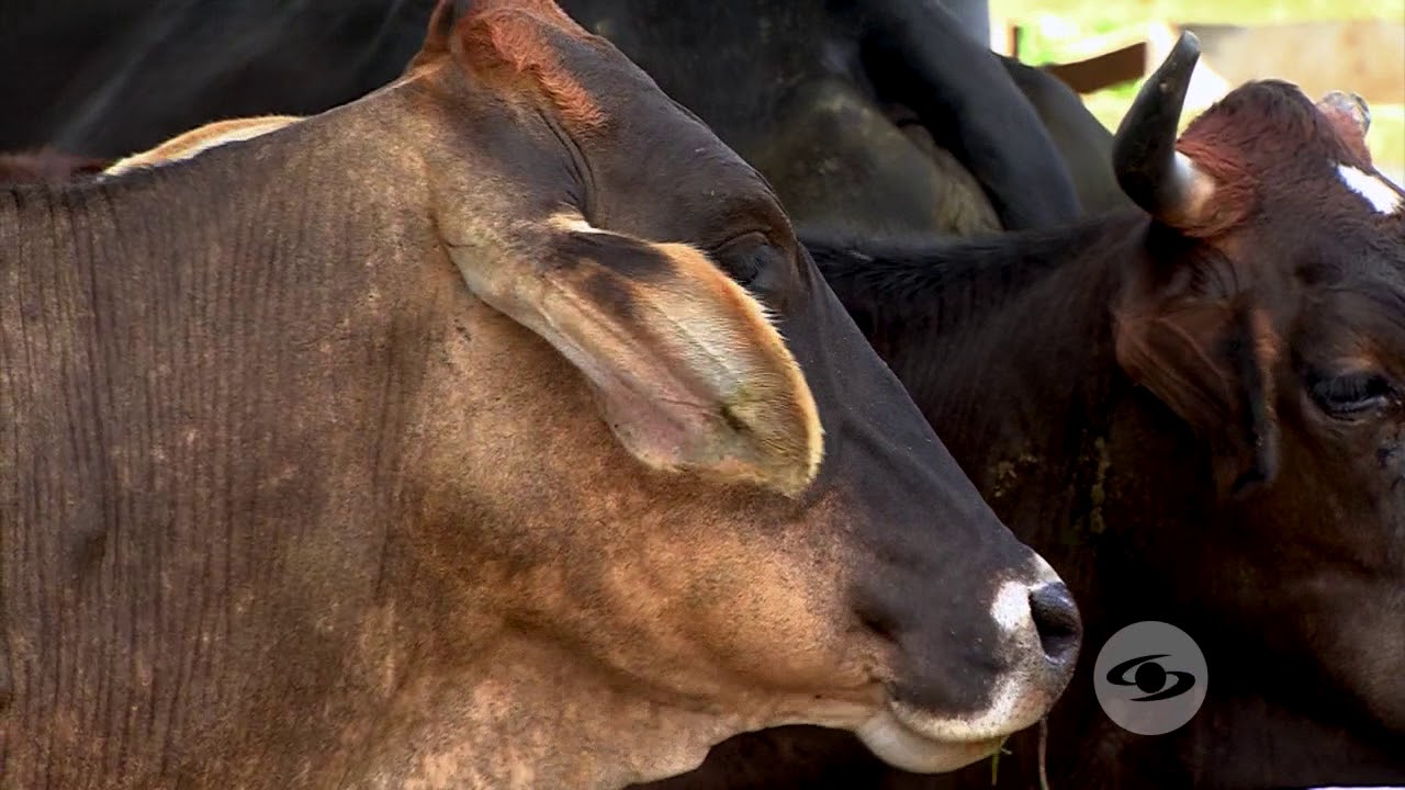 Mantenga la eficiencia reproductiva de los animales | La Finca de Hoy