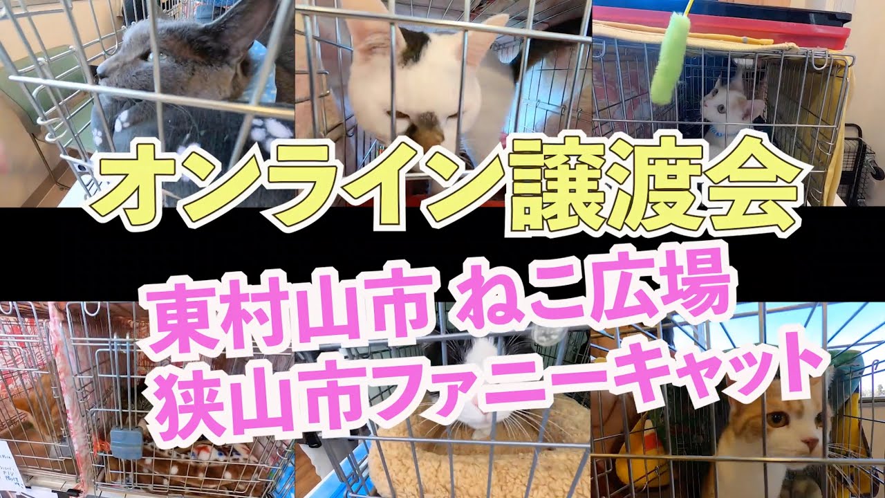 【オンライン譲渡会 10】【2020年5月30日】東村山市ねこ広場  埼玉県狭山市保護猫カフェ ファニーキャット【保護猫】