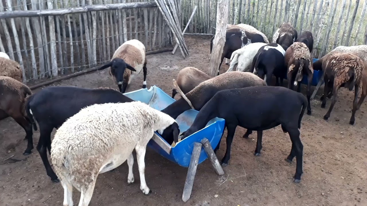 engorda de Carneiros- sistema semi confinado