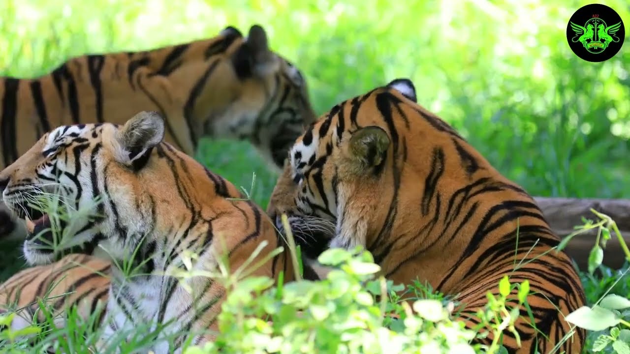 Unveiling the Mysteries of Tigers - Tiger behavior explained, Secret life of tigers by A2Z Wildlife