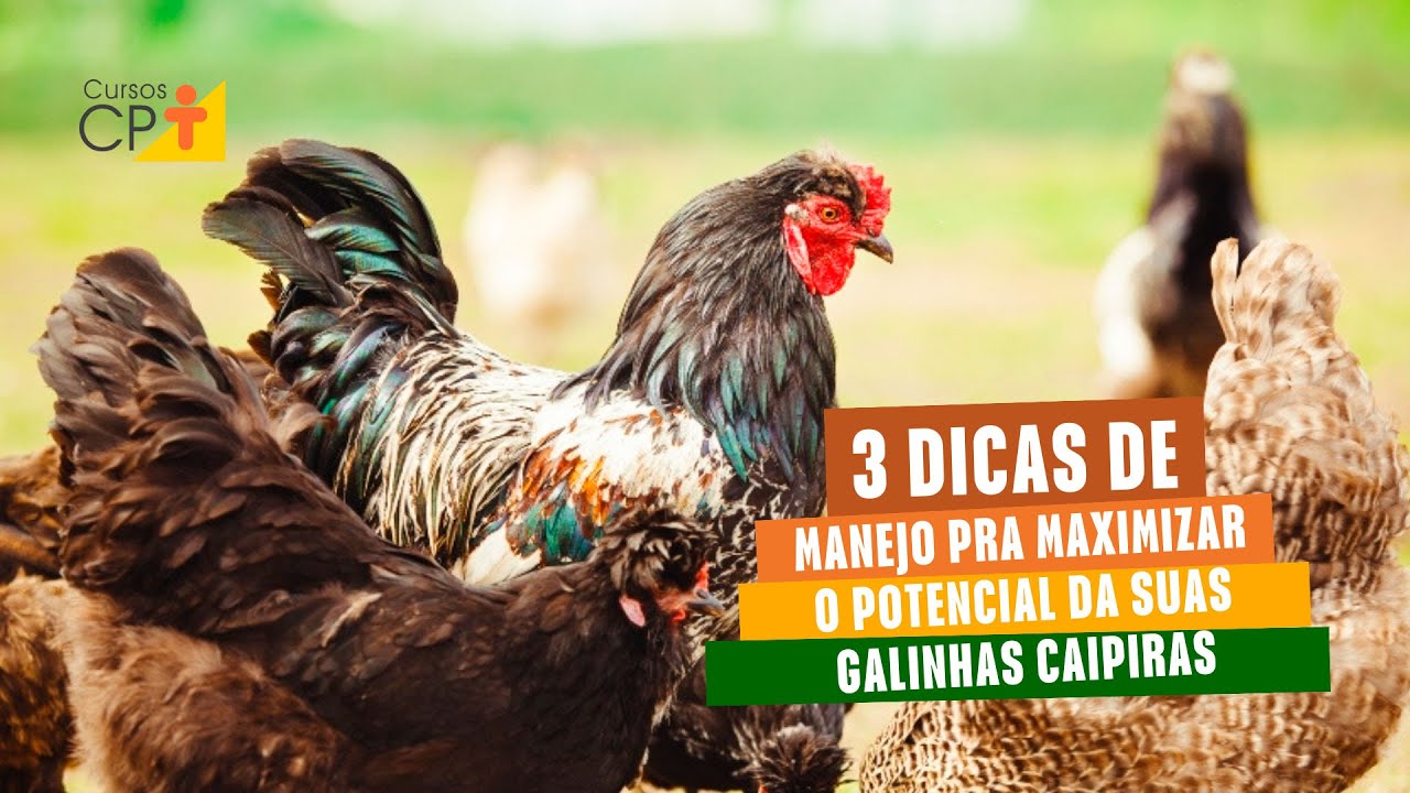Como maximizar o potencial das galinhas caipiras l Cursos CPT