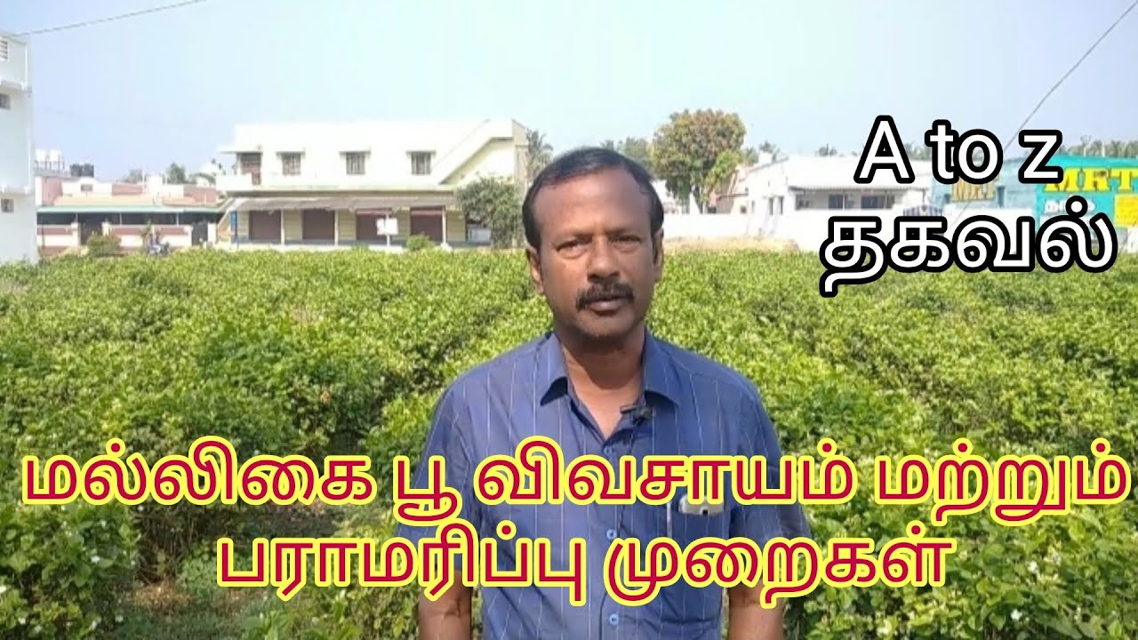 jasmine flower plant cultivation in tamilnadu| மல்லிகை பூ சாகுபடி