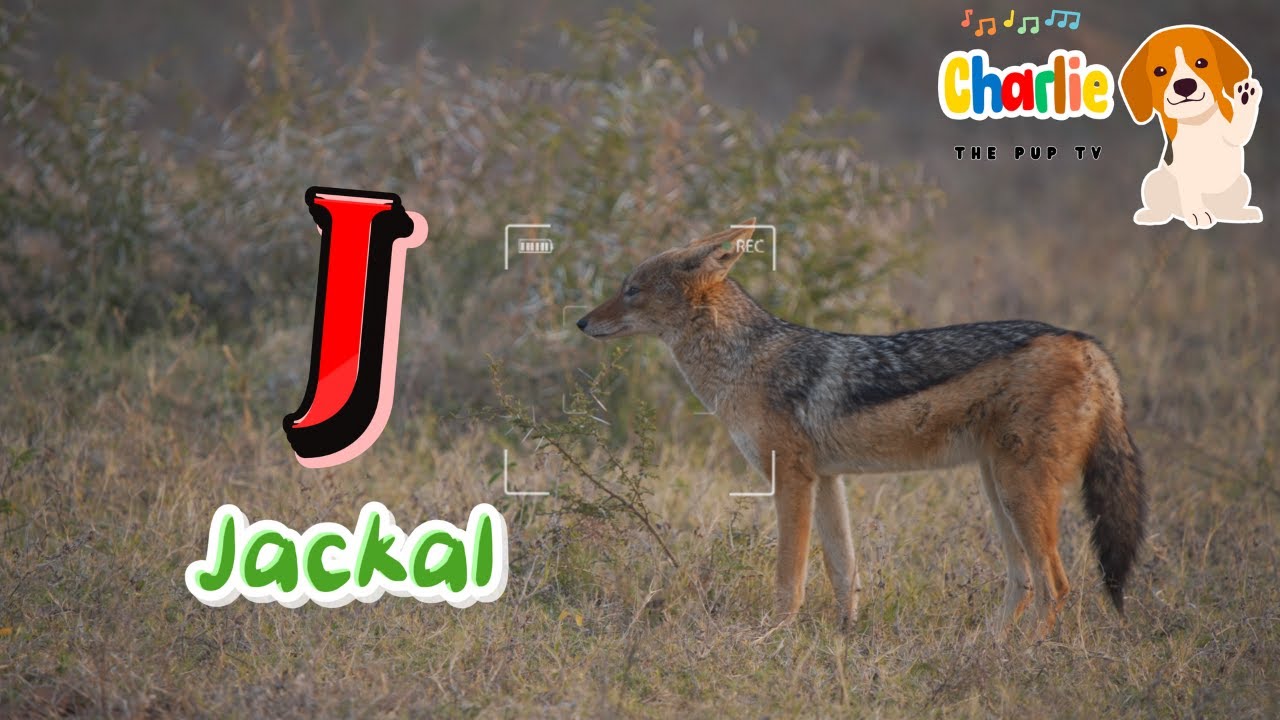 ABC Grassland Animals Song for Kids | Learn the Alphabet #abcd