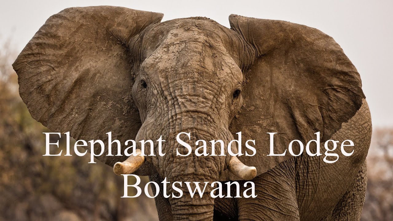 Travel Documentary. Elephants Sands Lodge - Botswana - Where Elephants Rule