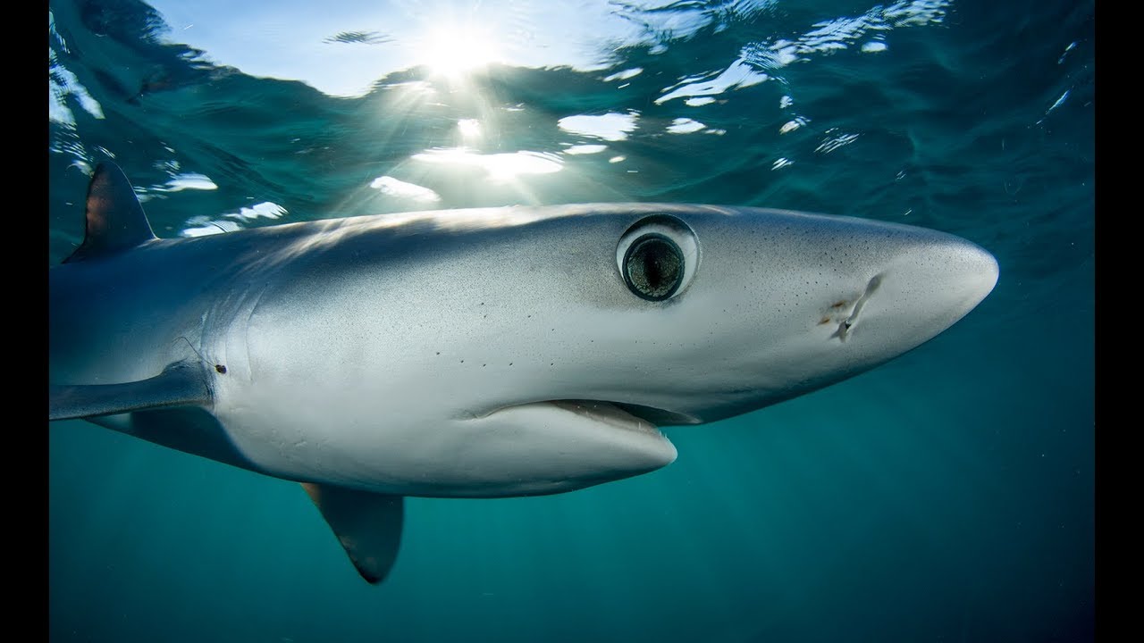 SHARKS of SOUTH AFRICA