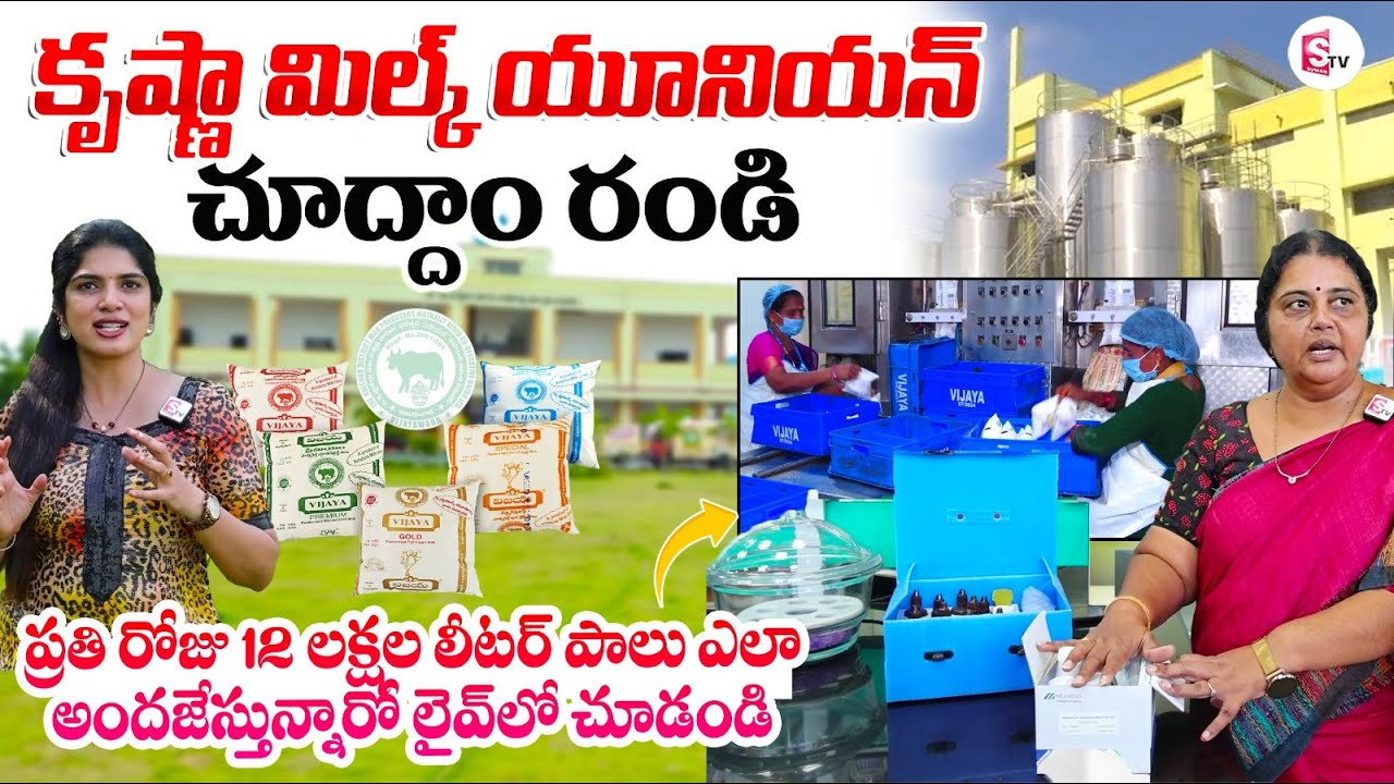 Pure Vijaya Milk Making Process | Krishna Milk Union Plant Tour | Vijaya Milk | Anchor Deepthi