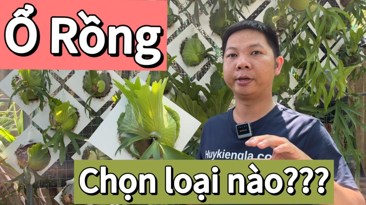 Loại Ổ Rồng nào phù hợp cho người mới chơi kiểng lá