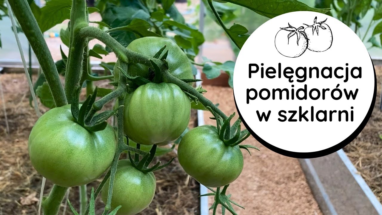 🍅FORMOWANIE POMIDORÓW, na ile pędów? Gnojówka z liści pomidorów. Czy usuwać liście🤔jak usuwać wilki?
