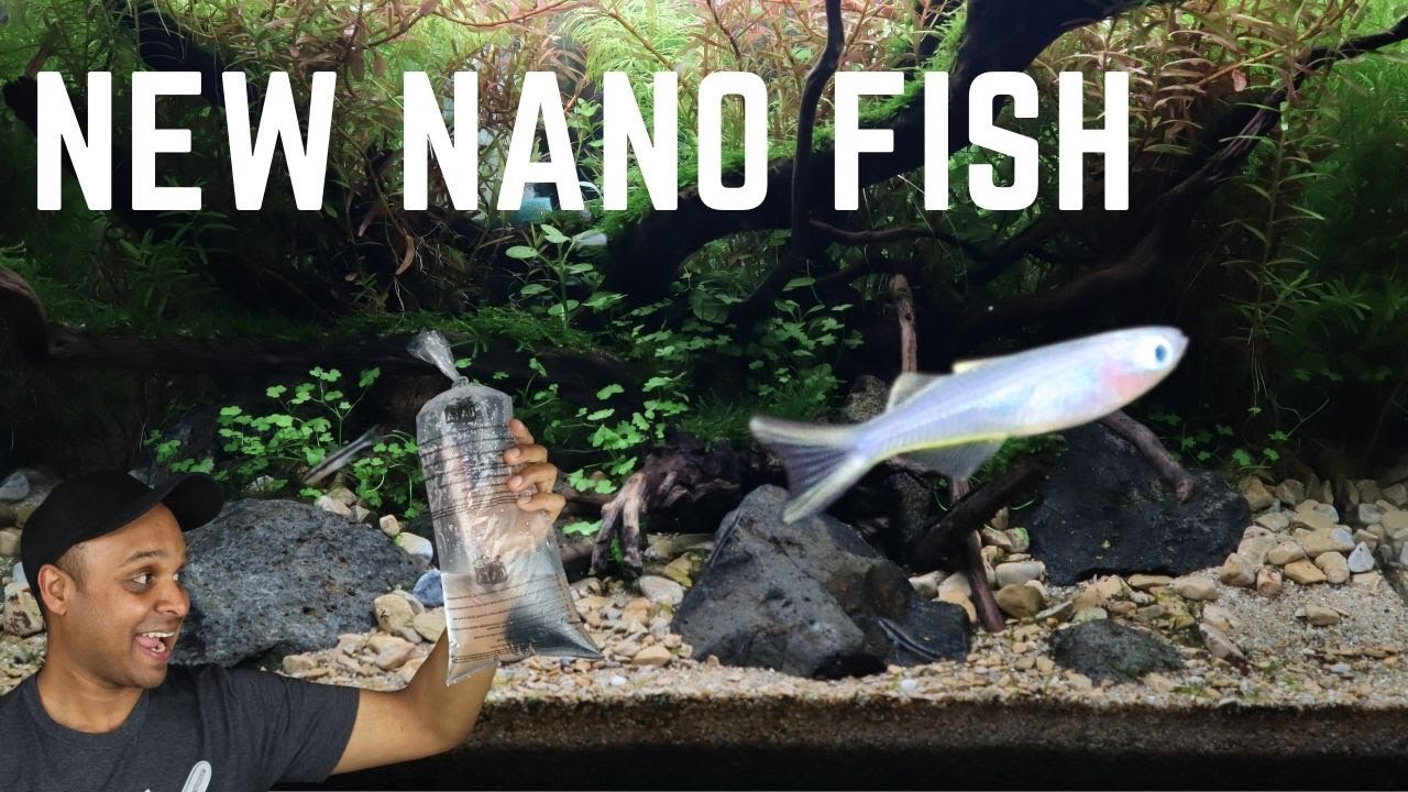 New fish for 45L aquascape & update (2021)