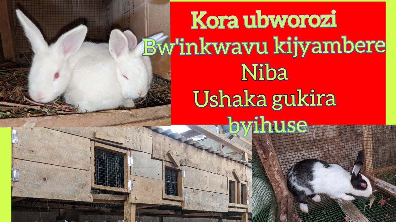 Uko wakora Ubworozi bw'inkwavu za kijyambere!