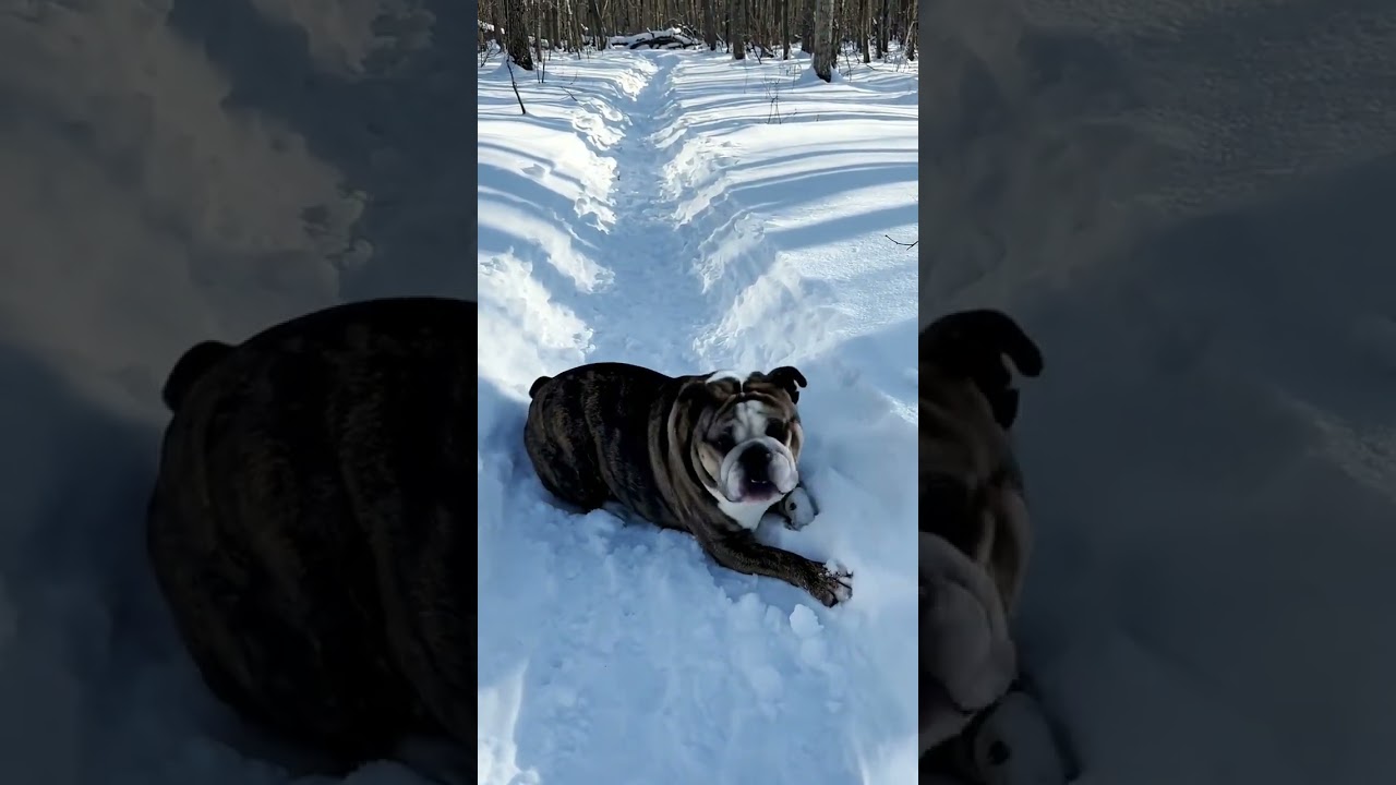 Bulldog’s Snow Day Adventure: From Walk to Full-Body Roll!  