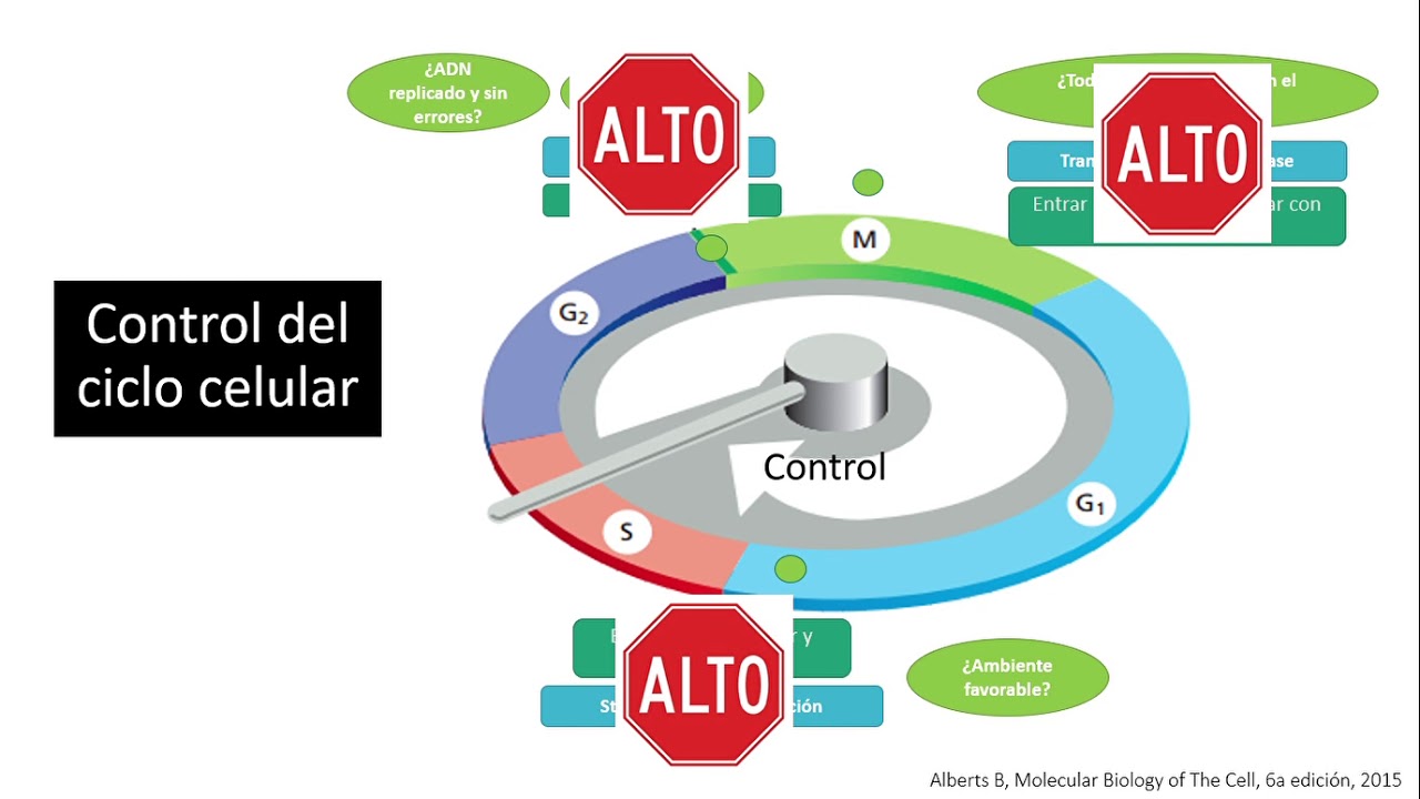 Seminario 2: Regulaci&oacute;n del ciclo celular, Nivel experto