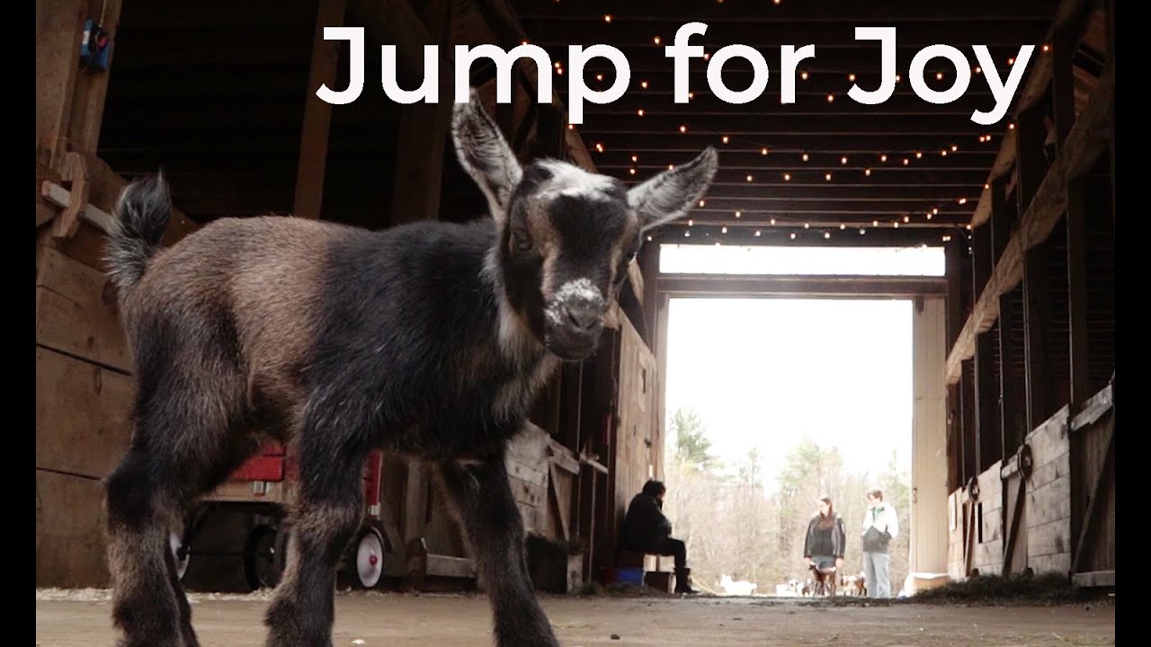 Jump for joy ... like baby goats