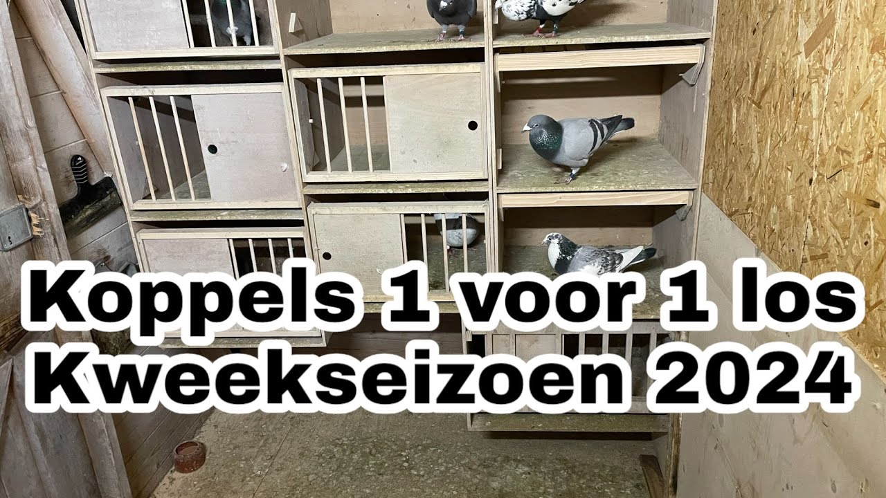 Duiven 1 voor 1 los | koppels vormen | Kweekseizoen 2024 | Postduiven |
