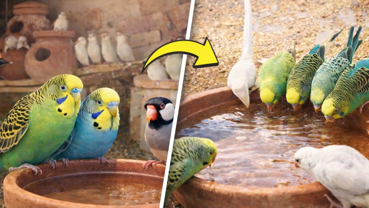 Aaj Hamare birds se Pyase Rah Gaye