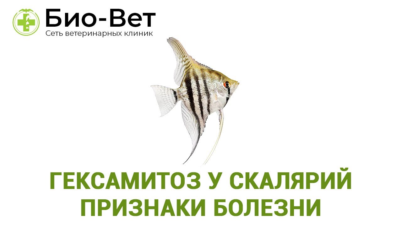 Гексамитоз У Скалярий: Признаки Болезни & Как Лечить Гексамитоз // Ветклиника Био-Вет
