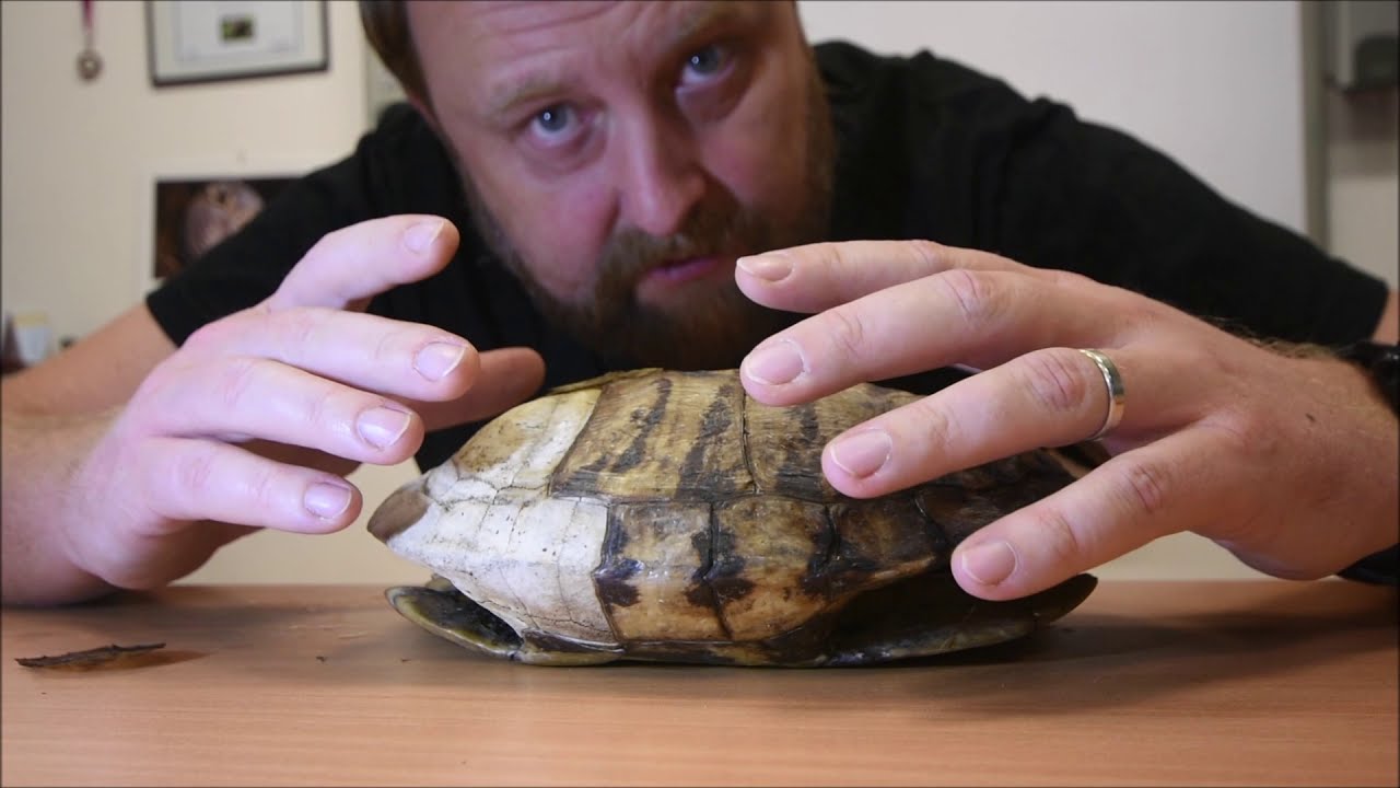 Přírodopis na Tyršovce - Želvy
