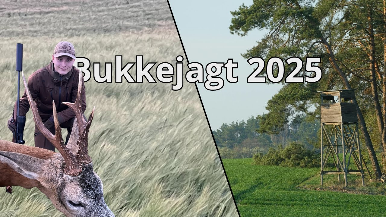 Bukkejagt 2025 | Roebuck Hunting 2025