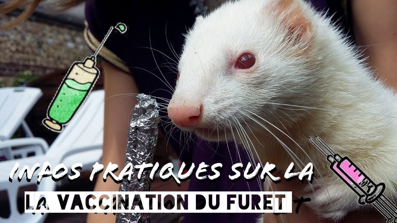 LE VACCIN CHEZ LE FURET
