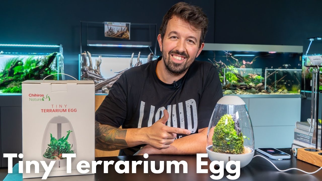 Chihiros Tiny Terrarium Egg - Wabikusa einrichten!