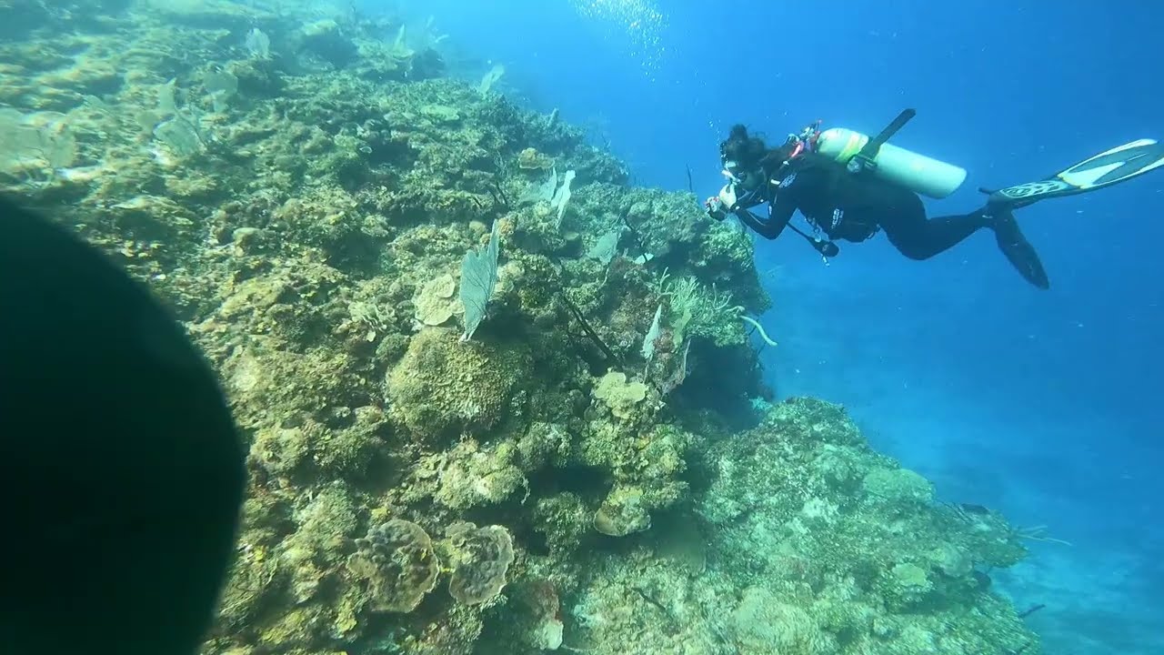 Dive 97