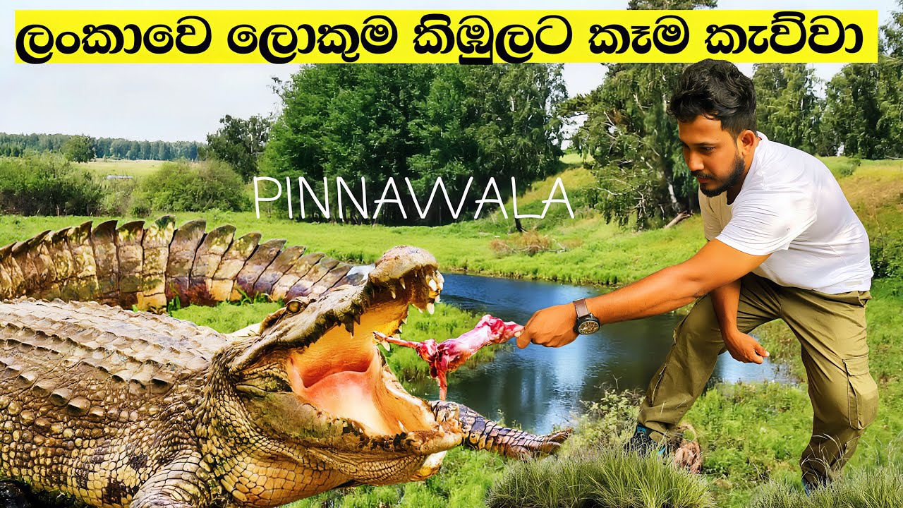 I met the BIGGEST crocodile in Sri Lanka! | Pinnawala Open Zoo 🐅 | Animals | FPB FAVORITE PET BOOK