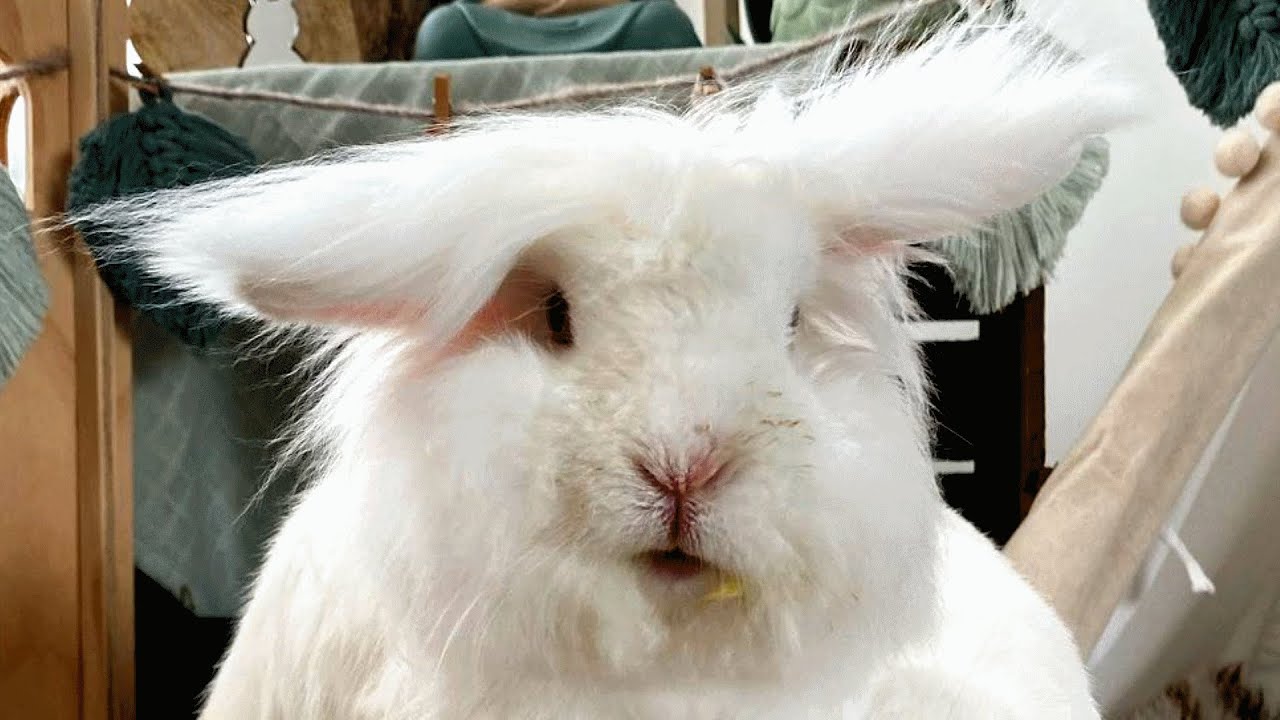 Special needs bunny scores the best wife