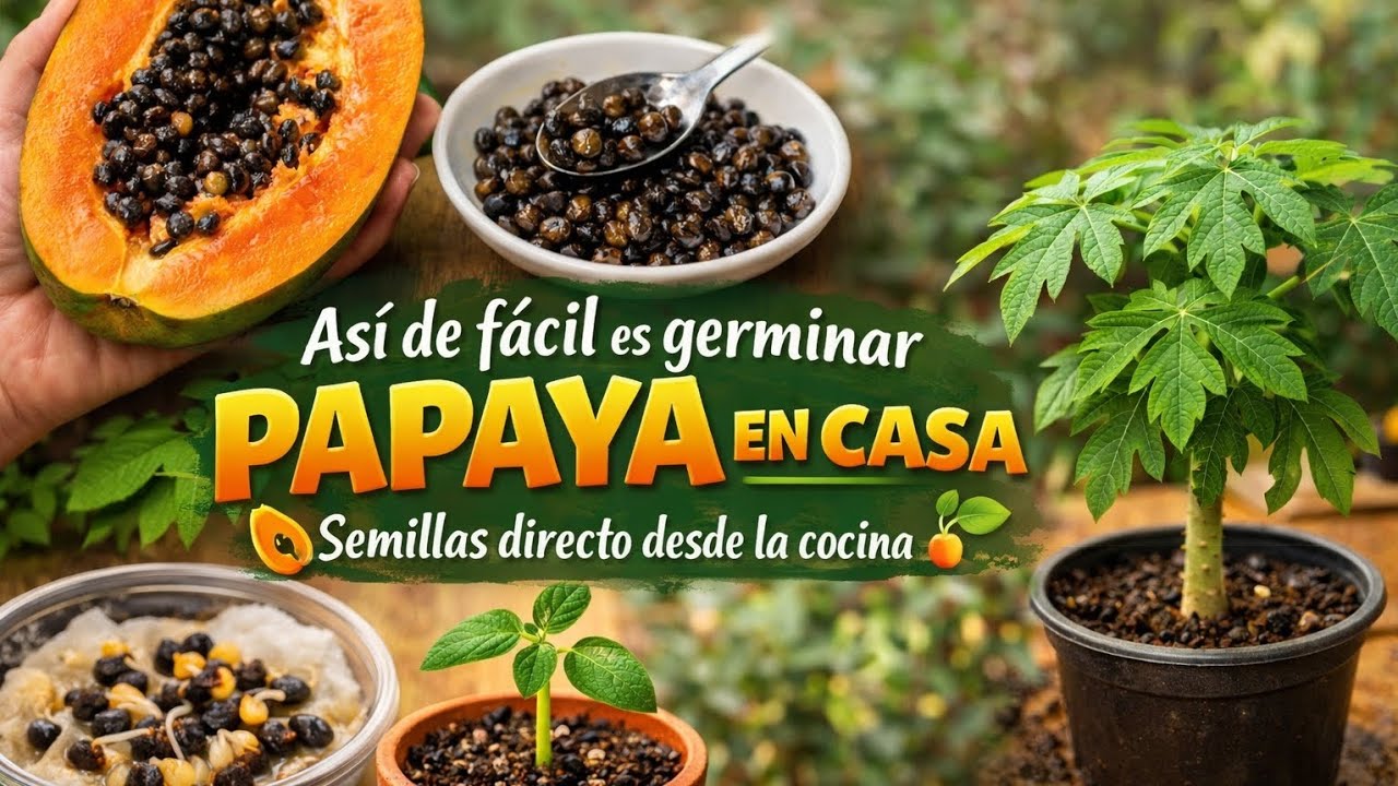 Cómo cultivar papaya en maceta #frutales#abonoorganico #cultivar#alimento#