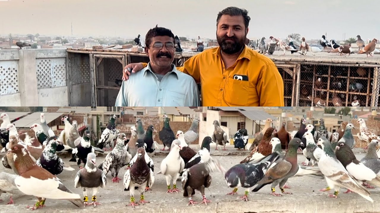 Aj hum ga ye❤️ tha bhai ka shok dekha ne Mashallah 🥰 bahi ke  kabuter bohat acha ha #pigeon 