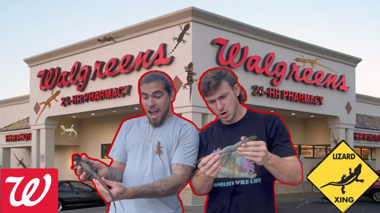 Catching FLYING LIZARDS Outside Of WALGREENS!!! Ft Chandler's Wild Life