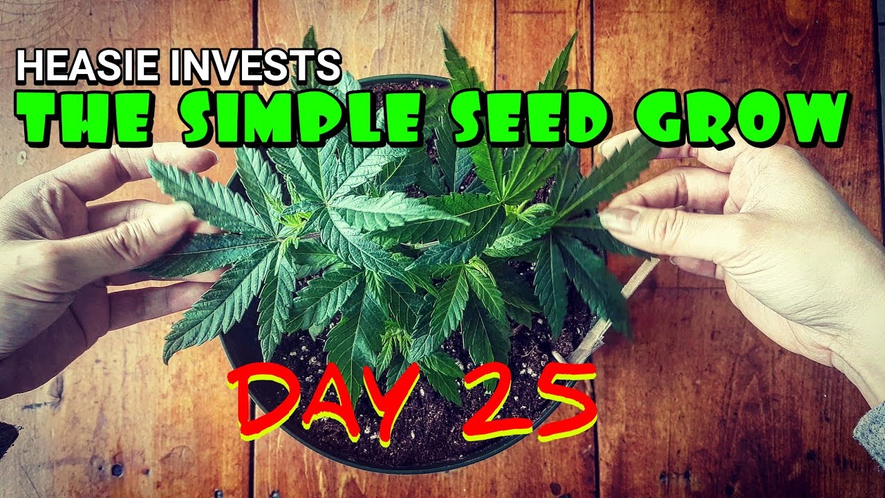 The Simple Seed Grow: Day 25 (veg) - A detailed video of vegged out cannabis plants