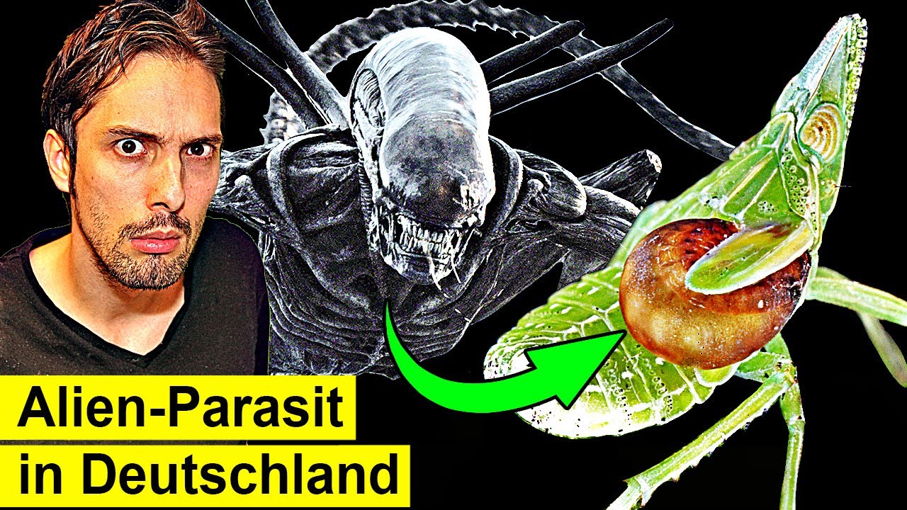 Parasit frisst Innereien bei lebendigem Leib!