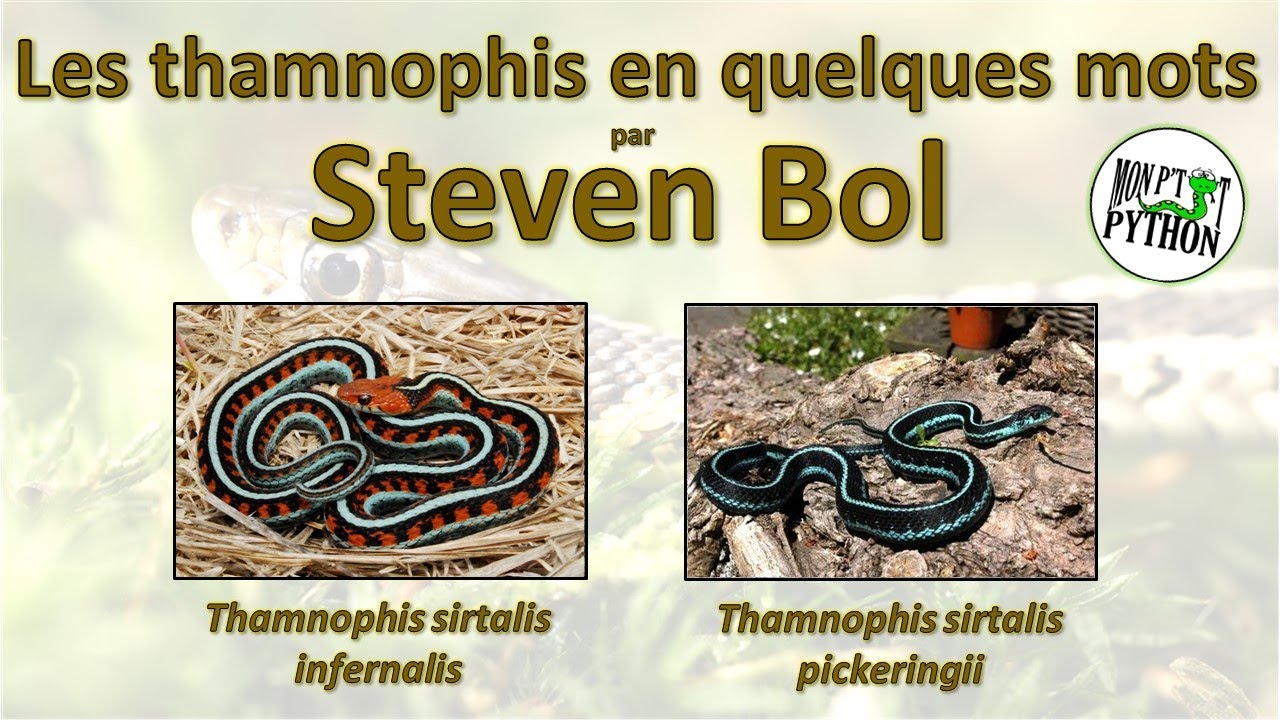 Les THAMNOPHIS SIRTALIS INFERNALIS & PICKERINGII par STEVEN BOL
