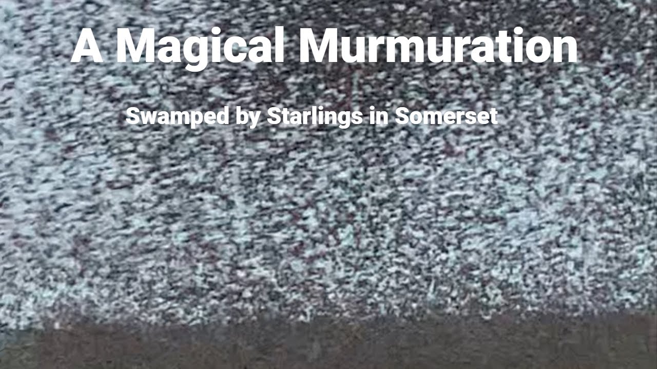 The Glory of a Starling Murmuration