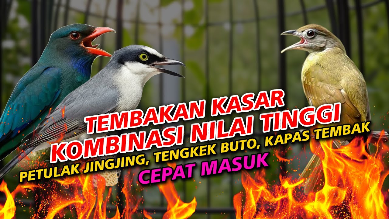 TEMBAKAN KASARAN VIRAL MATERI NILAI TINGGI | KAPAS TEMBAK PETULAK JINGJING TENGKEK BUTO ADA JEDA