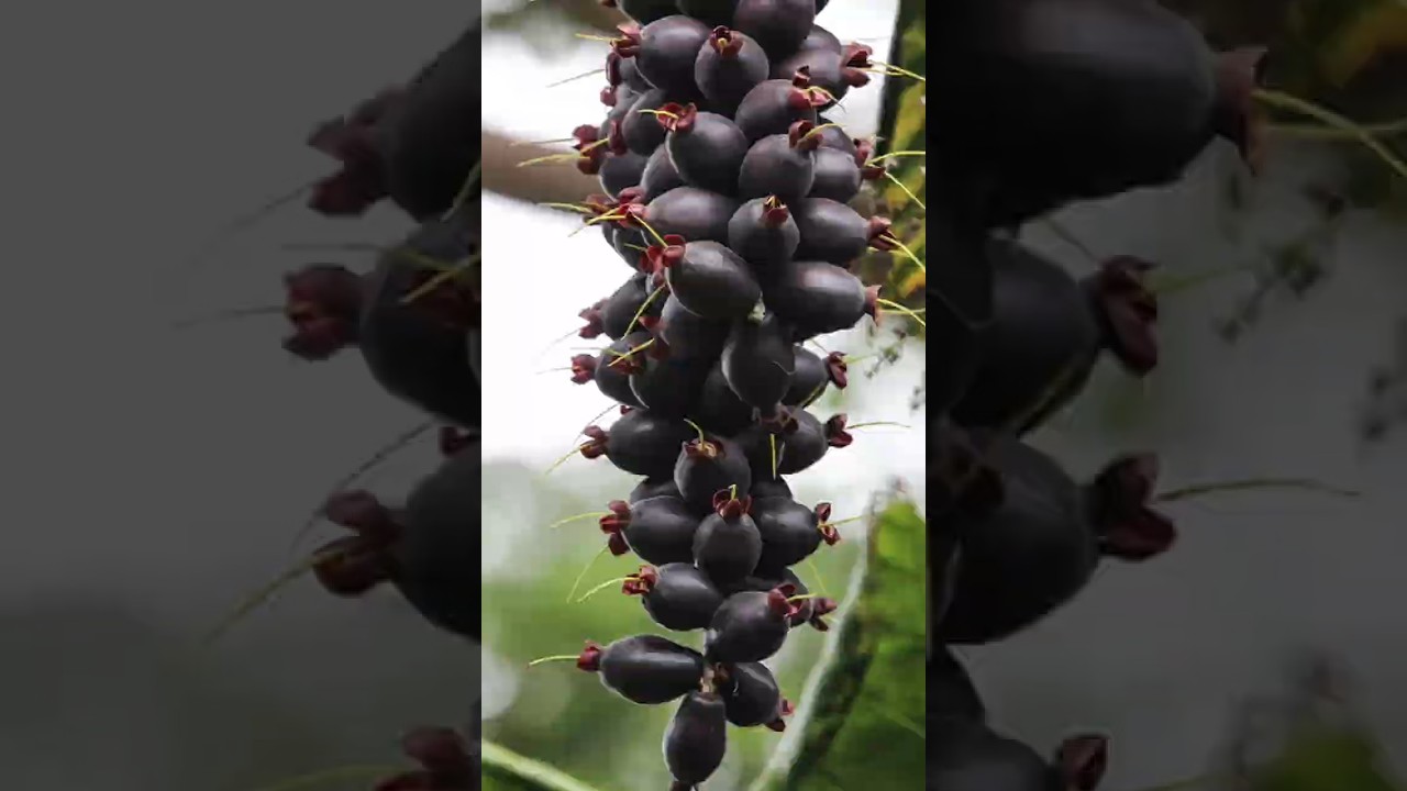 കട്ട്നട്ട് നിറഞ്ഞു കായ്ച്ചു | Cutnut Fruit Plant #shortvideo #shorts #agriculture