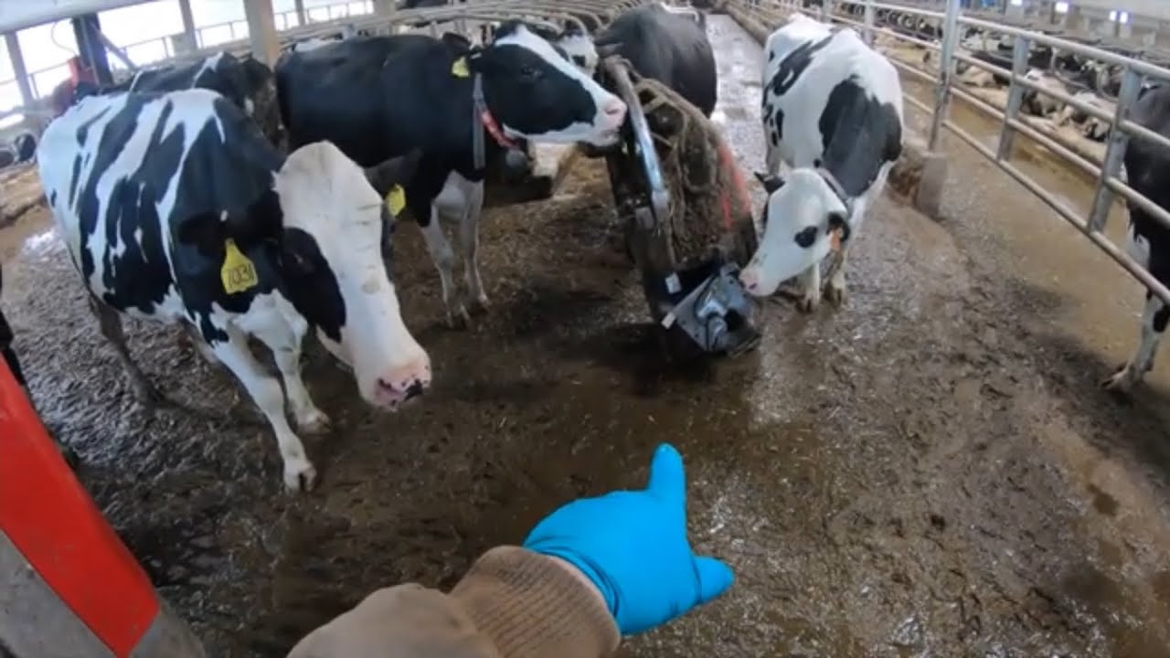 Robotic cow scraper problems