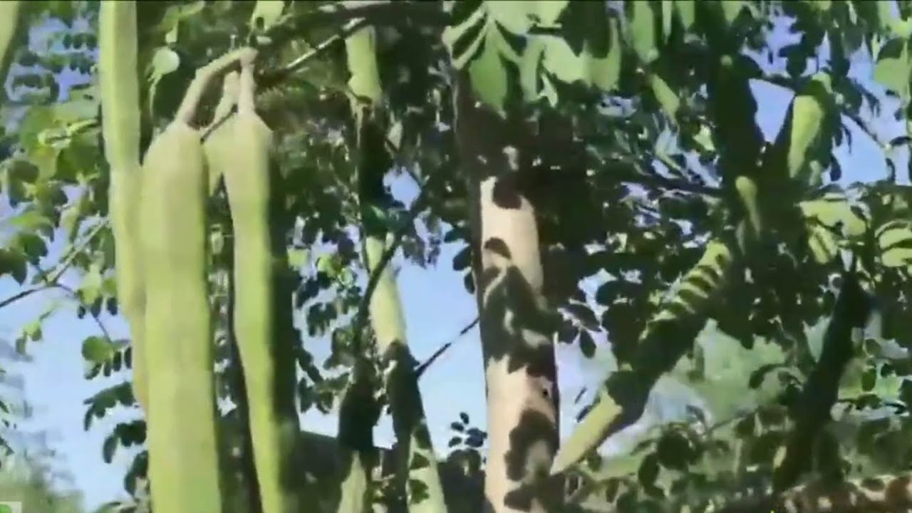 Conheça as muitas qualidades da Moringa