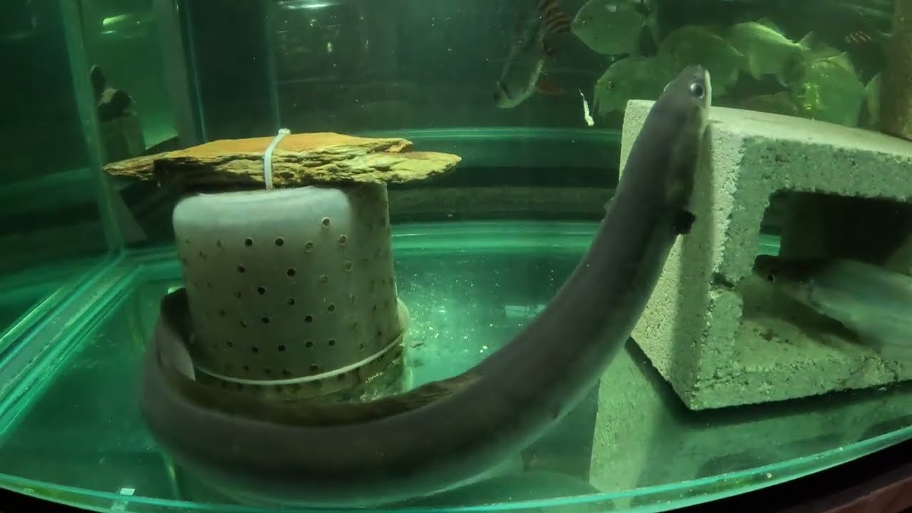 Double eel trouble