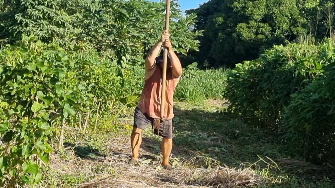 How I plant my Taro in Eua Tonga 🇹🇴. (A suprise blessing and blessing others)