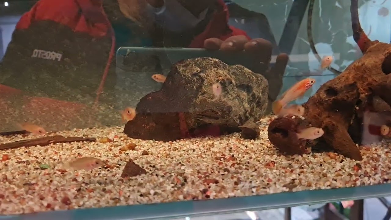 Wypad Do  Sierviskwekerij Verduijn / Verduijn Cichlids w Hollandi